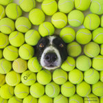 Doggie Balls FREE SHIP & FREE RECYCLING support RecycleBalls nonprofit CS
