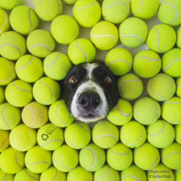 Doggie Balls FREE SHIP & FREE RECYCLING support RecycleBalls nonprofit